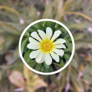 成人🔞日本无码视频在线观看
